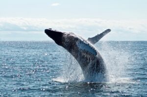 Whales Abandon Ship? Ethereum's Value In Jeopardy